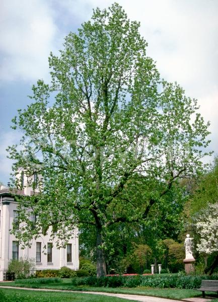 Yellow blooms; Deciduous; Broadleaf; North American Native