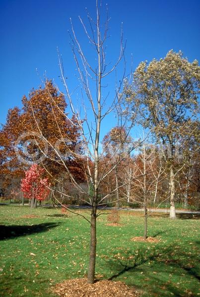 Yellow blooms; Deciduous; Broadleaf; North American Native