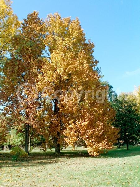Yellow blooms; Deciduous; Broadleaf; North American Native