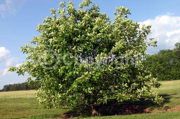 Yellow blooms; Deciduous; Broadleaf; North American Native