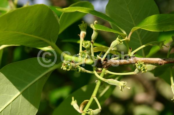 Yellow blooms; Deciduous; Broadleaf; North American Native