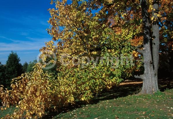 Yellow blooms; Deciduous; Broadleaf; North American Native