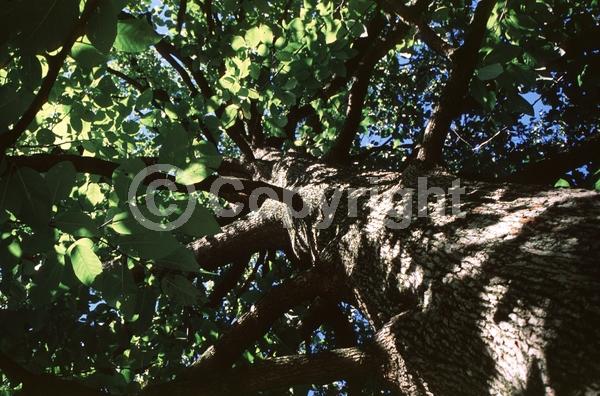 Yellow blooms; Deciduous; Broadleaf; North American Native