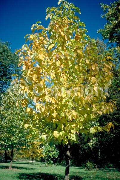 Yellow blooms; Deciduous; Broadleaf; North American Native