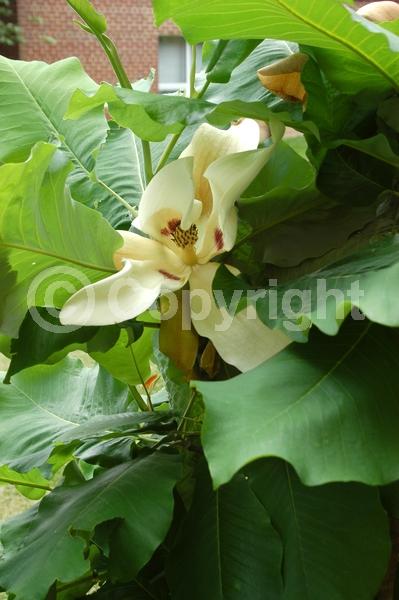 White blooms; Deciduous; Broadleaf; North American Native
