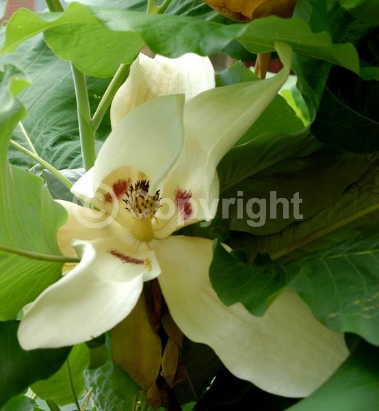 White blooms; Deciduous; Broadleaf; North American Native