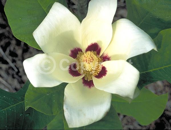 White blooms; Deciduous; Broadleaf; North American Native