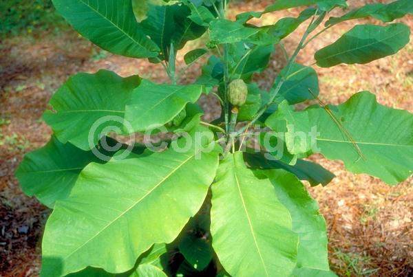 White blooms; Deciduous; Broadleaf; North American Native