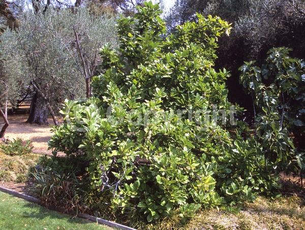 White blooms; Deciduous