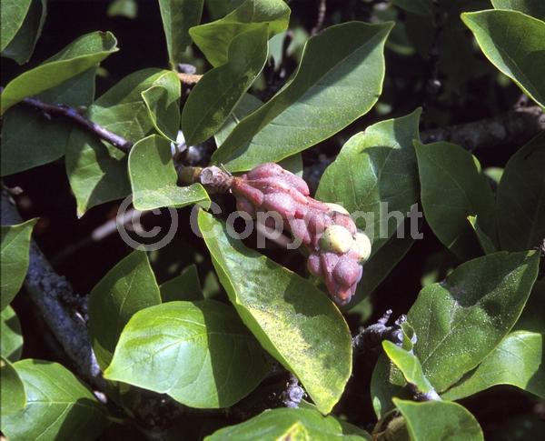 White blooms; Deciduous