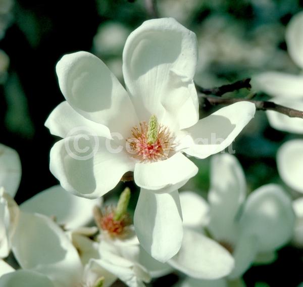 White blooms; Deciduous; Broadleaf