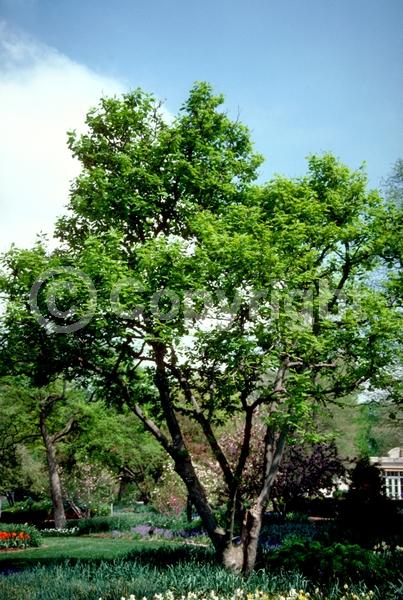 White blooms; Deciduous; Broadleaf