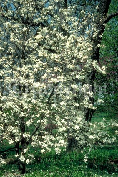 White blooms; Deciduous; Broadleaf