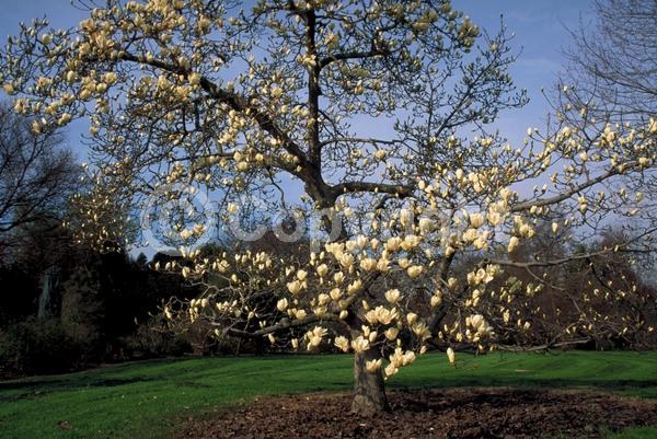 White blooms; Deciduous; Broadleaf