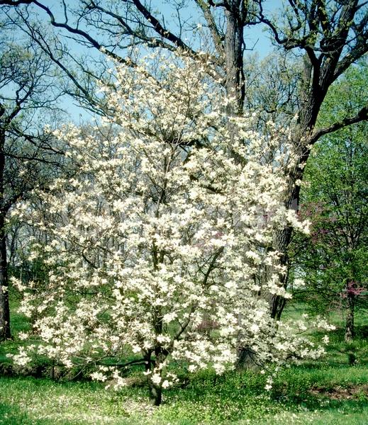 White blooms; Deciduous; Broadleaf