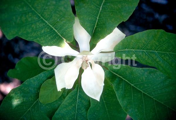 White blooms; Deciduous; Broadleaf; North American Native