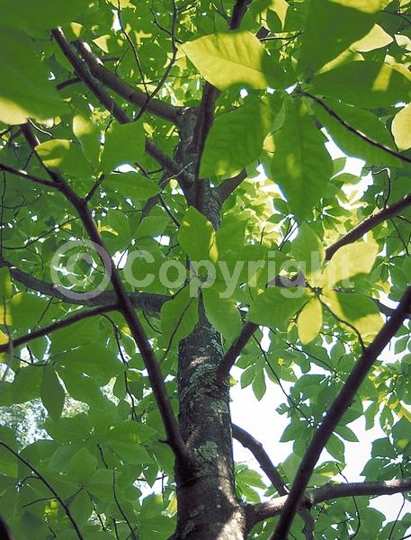 White blooms; Deciduous; Broadleaf; North American Native