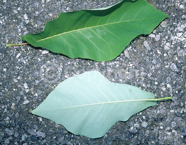 White blooms; Deciduous; Broadleaf; North American Native