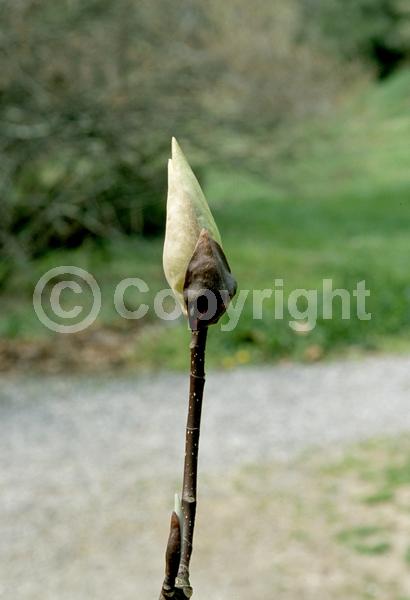 White blooms; Deciduous; Broadleaf; North American Native