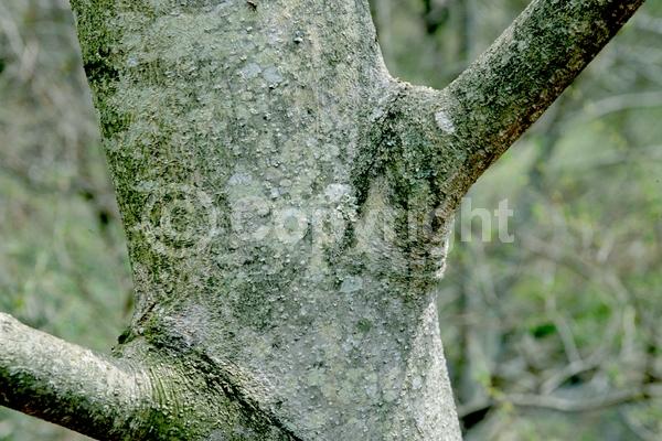 White blooms; Deciduous; Broadleaf; North American Native