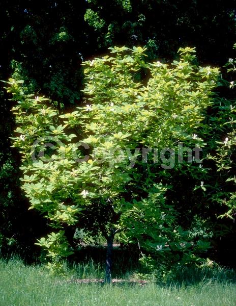 White blooms; Deciduous; Broadleaf; North American Native