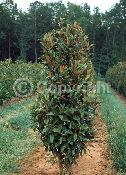 White blooms; Evergreen; Broadleaf