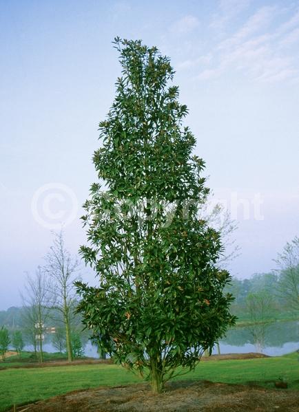 White blooms; Evergreen; Broadleaf