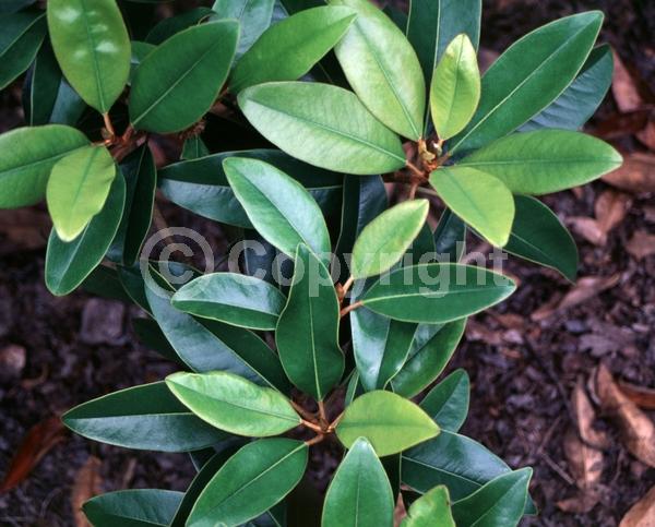 White blooms; Evergreen; Broadleaf