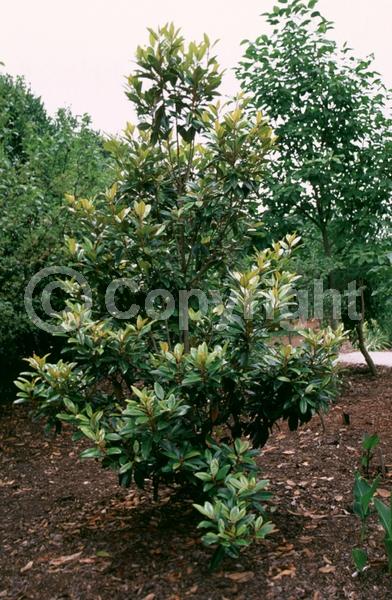 White blooms; Evergreen; Broadleaf