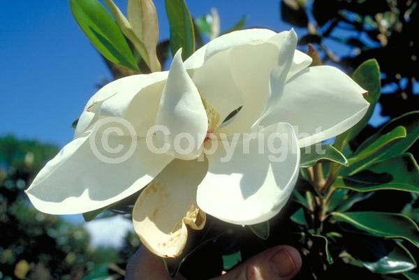 White blooms; Evergreen; Broadleaf