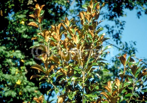 White blooms; Evergreen; Broadleaf