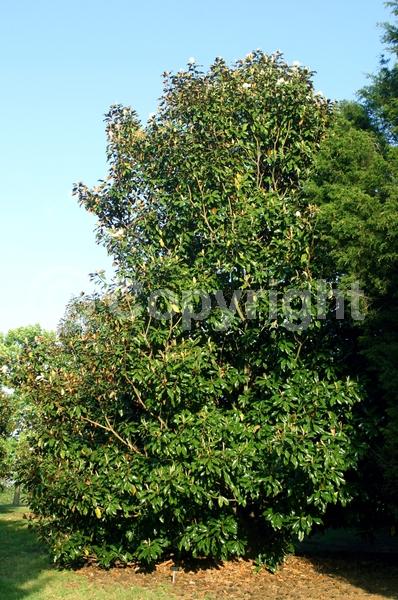 White blooms; Evergreen; Broadleaf