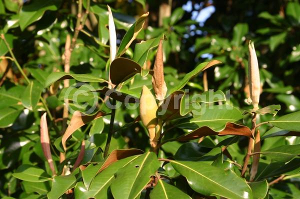 White blooms; Evergreen; Broadleaf