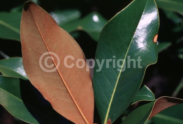 White blooms; Evergreen; Broadleaf