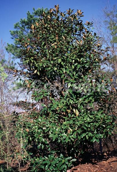 White blooms; Evergreen; Broadleaf