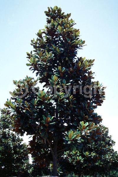 White blooms; Evergreen; Broadleaf