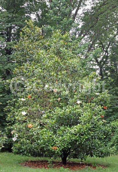 White blooms; Evergreen; Broadleaf