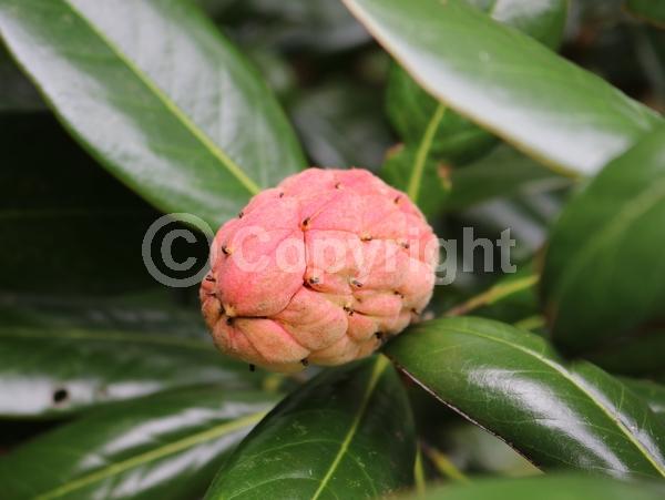 White blooms; Evergreen; Broadleaf