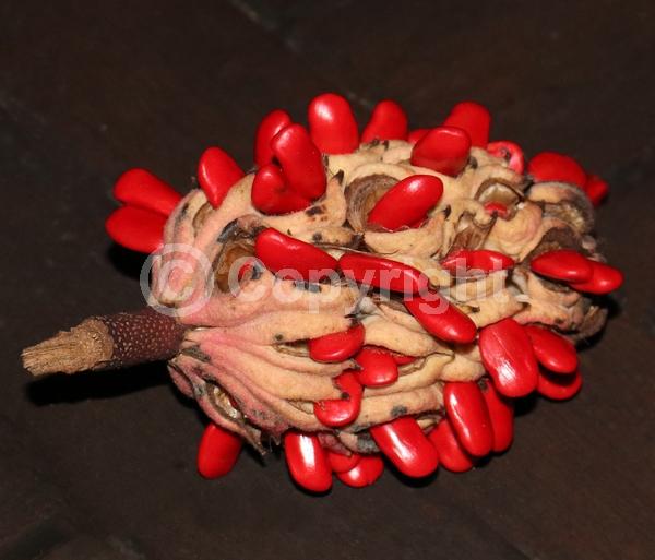 White blooms; Evergreen; Broadleaf