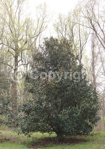 White blooms; Evergreen; Broadleaf