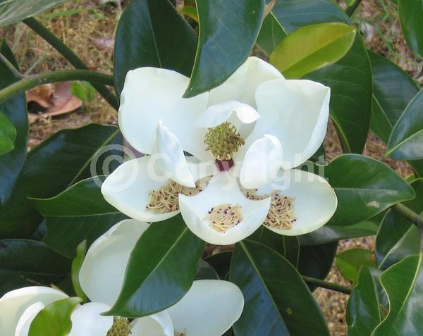 White blooms; Evergreen; Broadleaf