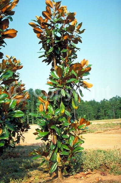 White blooms; Evergreen; Broadleaf