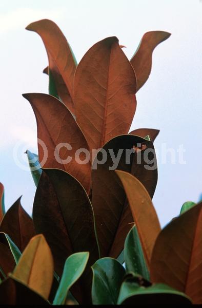 White blooms; Evergreen; Broadleaf