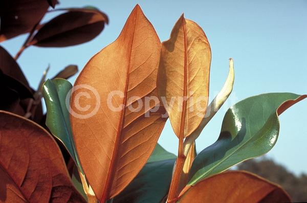White blooms; Evergreen; Broadleaf