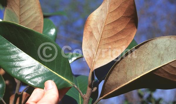White blooms; Evergreen; Broadleaf