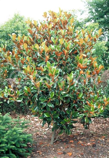 White blooms; Evergreen; Broadleaf
