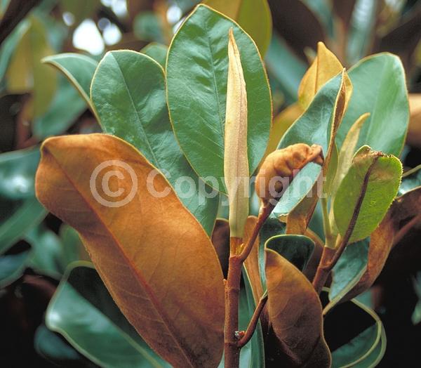 White blooms; Evergreen; Broadleaf