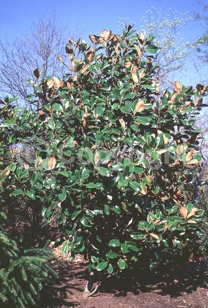 White blooms; Evergreen; Broadleaf