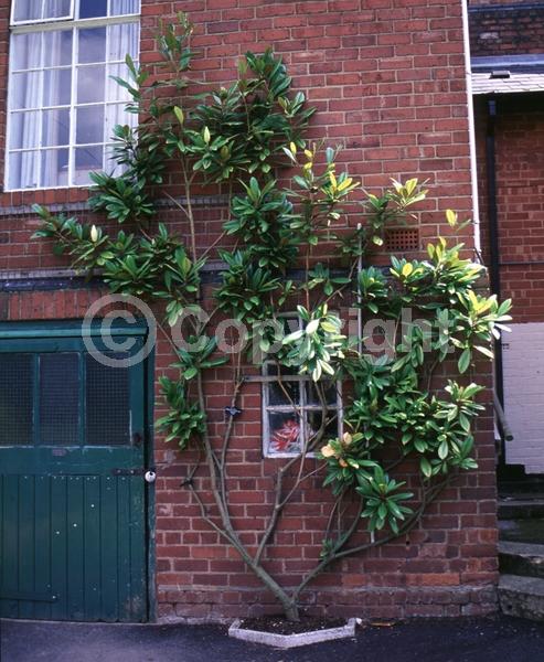 White blooms; Evergreen; Broadleaf