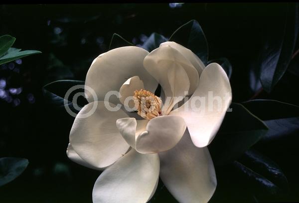 White blooms; Evergreen; Broadleaf